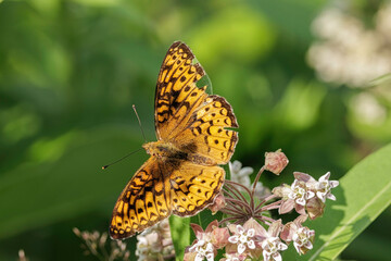 Atlantis Fritillary, Argynnis atlantis, on Common Milkweed, Asclepias syriaca