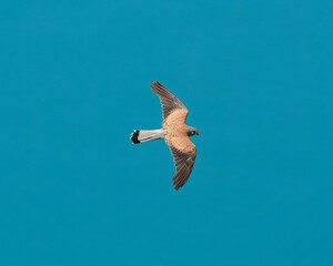 Flying above lake Bled