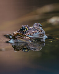 The reflective frog