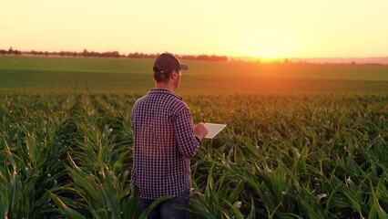 Farmer with computer tablet evaluates green corn sprouts in field at sunset. Businessman growing corn using tablet. Technology of modern agriculture, farmer working in field in agriculture. Cornfield - obrazy, fototapety, plakaty