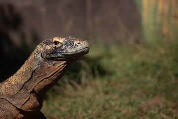 Komodo Dragon looking up enjoying sun, vertical