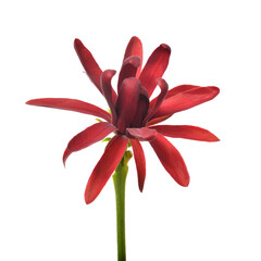 Calycanthus floridus red flower isolated on white background. Carolina allspice