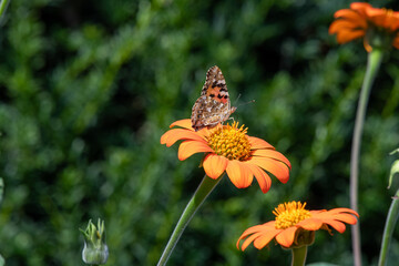 Obraz premium Close up of a Painted lady (vanessa cardui) butterfly pollinating a Mexican sunflower