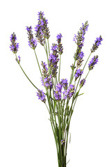Bunch of lavender flowers isolated on a white background. Medical herbs. Floral bouquet, pattern, object. Flat lay, top view