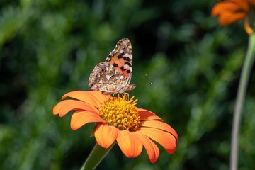 Fototapeta na wymiar Close up of a Painted lady (vanessa cardui) butterfly pollinating a Mexican sunflower