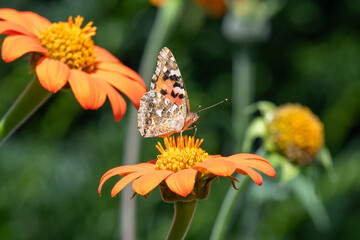 Close up of a Painted lady (vanessa cardui) butterfly pollinating a Mexican sunflower