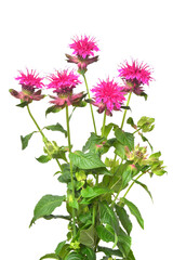 Pink monarda flower isolated on white background. Mint leaves, medicinal plant