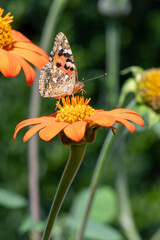 Obraz premium Close up of a Painted lady (vanessa cardui) butterfly pollinating a Mexican sunflower