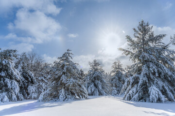 Fototapeta premium Snow covered Evergreen Trees after a winter snowfall in Wisconsin