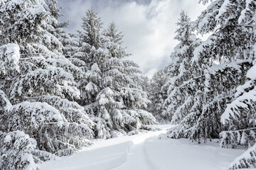 Snow covered Evergreen Trees with bright sky after snowfall in Wisconsin