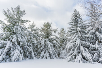 Snow covered Evergreen Trees after a winter snowfall in Wisconsin