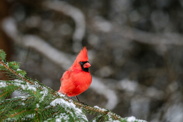Male Northern Cardinal on a snowy Evergreen branch in Wisconsin