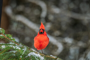 Male Northern Cardinal on a snowy Evergreen branch in Wisconsin