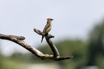 Cedar Waxwing (Bombycilla cedrorum) on the branch tree