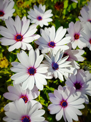 Beautiful white daisies with purple detail on a background of green leaves