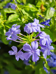 Beautiful purple flowers with green leaves background