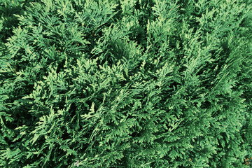 Beautiful green texture of thuja leaves close-up. Background of thuja branches.