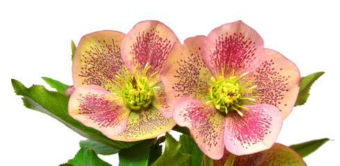 Flower pink hellebore orientalis bouquet isolated on white background. Flat lay, top view