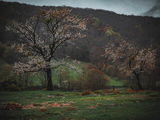 At Yaylası, Bolu, Turkey