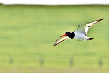Austernfischer im Flug