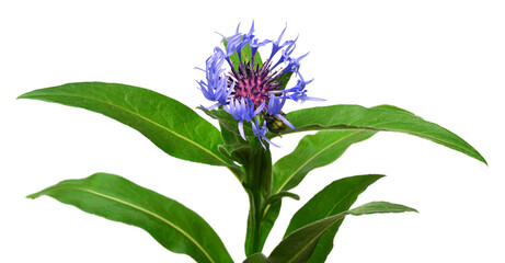 Blue cornflower isolated on white background - obrazy, fototapety, plakaty