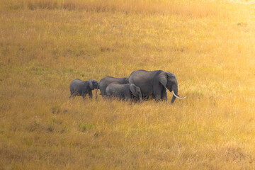 Family of Elephants - wildlife photography Kenya