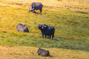Buffalo Looking at the Sun - wildlife photography Kenya