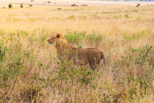 Lion in the Grass - wildlife photography Kenya