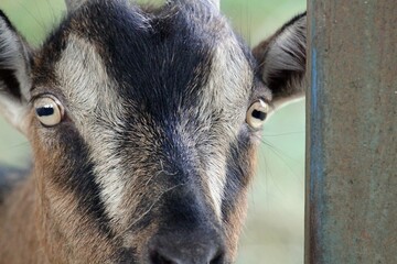 Portrait Ziegenkopf