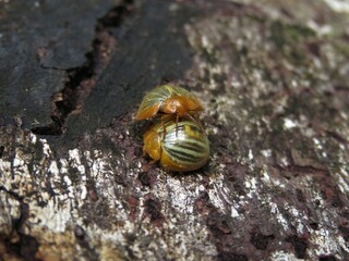 Fight or Romance? We will never know, insects interacting in the Brazilian Amazon