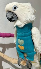 Cockatoo wearing a Jumpsuit