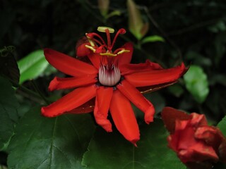 Beautiful Red Amazon Flower, Maracujá do Mato, Mato Grosso