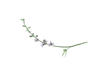 branch of a cherry tree isolated whit backroun png