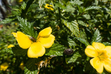 Turnera Ulmifolia - gelb bl&uuml;hende Zierpflanze