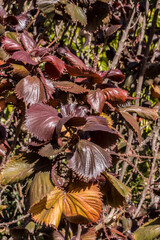 Buntlaubiges Kupferblatt (Acalypha wilkesiana) © etfoto