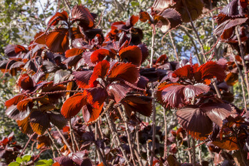 Buntlaubiges Kupferblatt (Acalypha wilkesiana) © etfoto