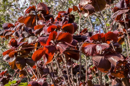 Buntlaubiges Kupferblatt (Acalypha wilkesiana)