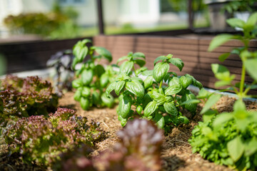 Cultivating basil in a greenhouse in summer season. Growing own herbs and vegetables in a homestead.