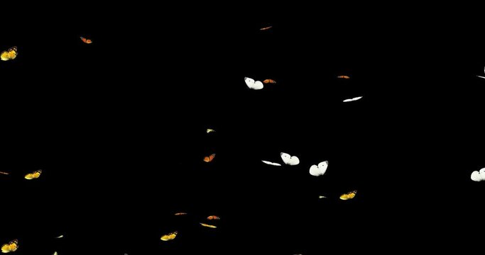 4k colorful butterflies flying animation on the black background, red, yellow, and white butterflies rendering on the alpha matte background, 3D Butterfly Stock Video