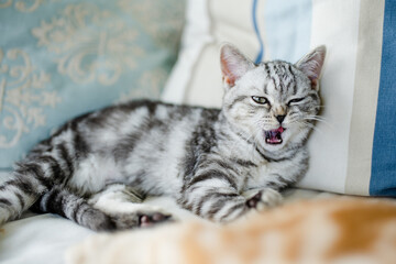 British shorthair silver tabby kitten having rest on a sofa in a living room. Juvenile domestic cat spending time at home.