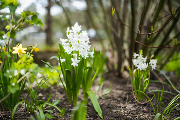 Beautiful white hyacinth flowers blossoming in a garden on sunny spring day.
