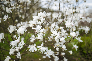 Blossoming magnolia flowers in early spring.