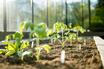 Cultivating tomato plants in a greenhouse on spring day. Growing own fruits and vegetables in a...