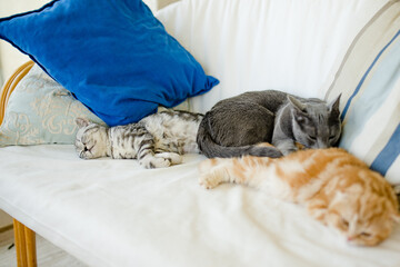 Red Scottish fold, British shorthair silver tabby and Russian Blue kittens having rest on a sofa in a living room. Juvenile domestic cats spending time at home.