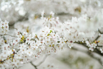 Beautiful cherry tree blossoming on spring. Beauty in nature. Tender cherry branches on sunny...