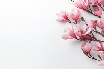 Pink magnolia with magical bokeh on right, isolated background with text space on left