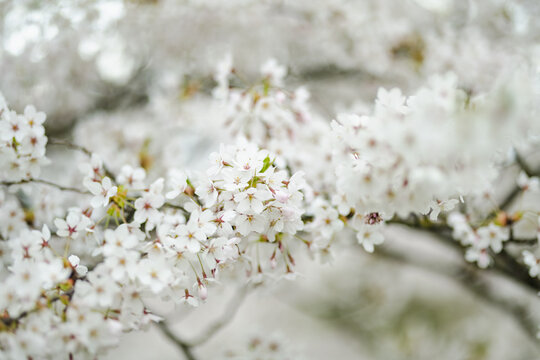 Beautiful cherry tree blossoming on spring. Beauty in nature. Tender cherry branches on sunny spring day.