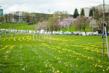 Rows of beautiful yellow daffodils and blue scillas blossoming on spring day.