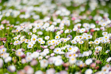 Fototapeta premium Beautiful meadow in springtime full of flowering white and pink common daisies on green grass. Daisy lawn.