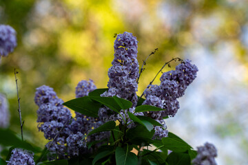 Lilac Bush